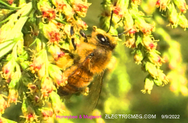 Bees & Mugwort